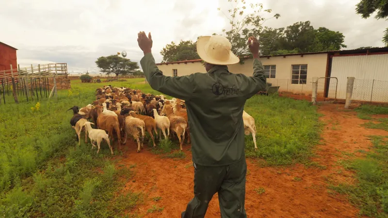 Sheep farming at Ombe