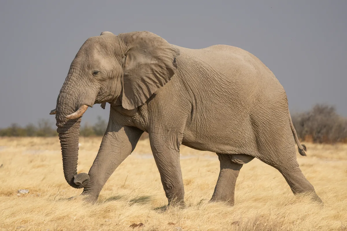 Elephant in Etosha National Park