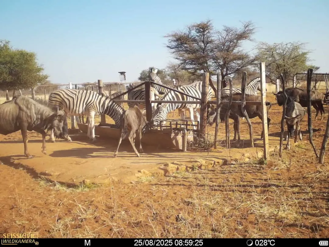 Waterhole observation