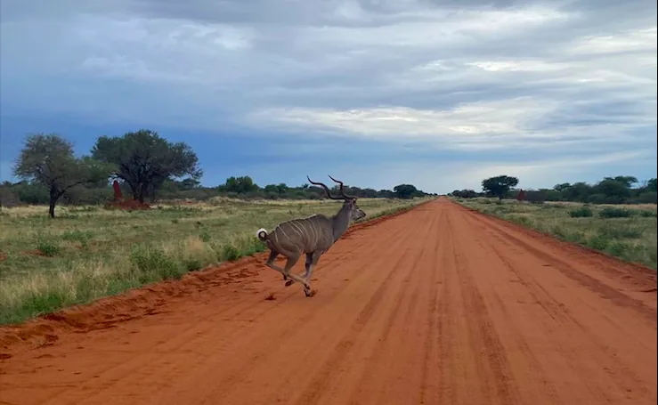 Kudu at Ombe