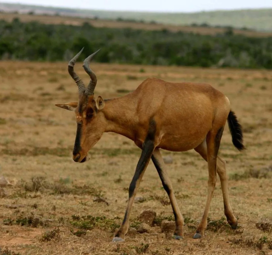 Hartebeest